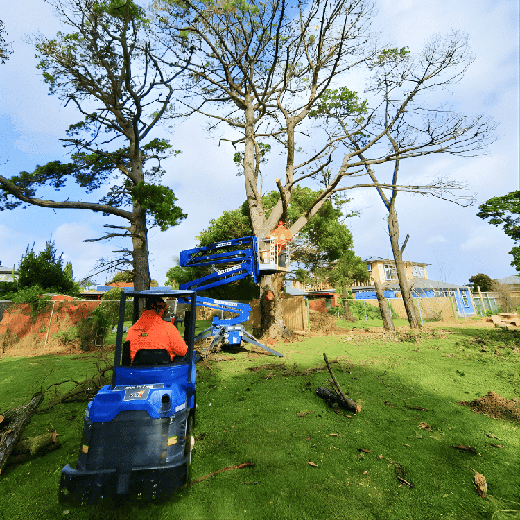 Tree removal in Melbourne