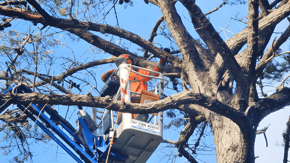 Tree Pruning & Trimming