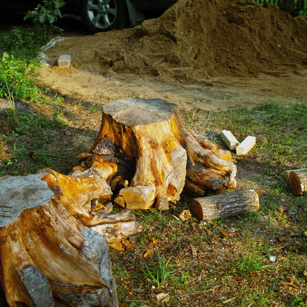 Our tree service process