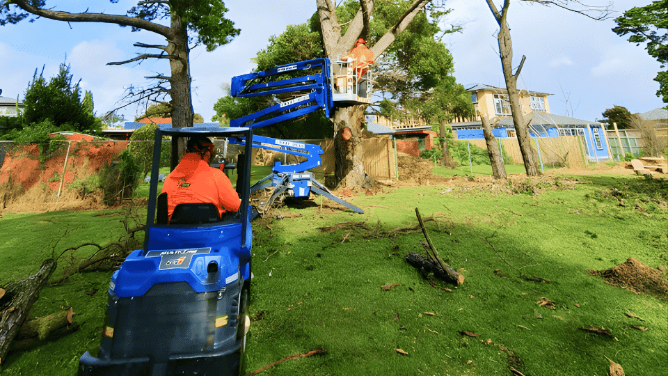 Tree Removal